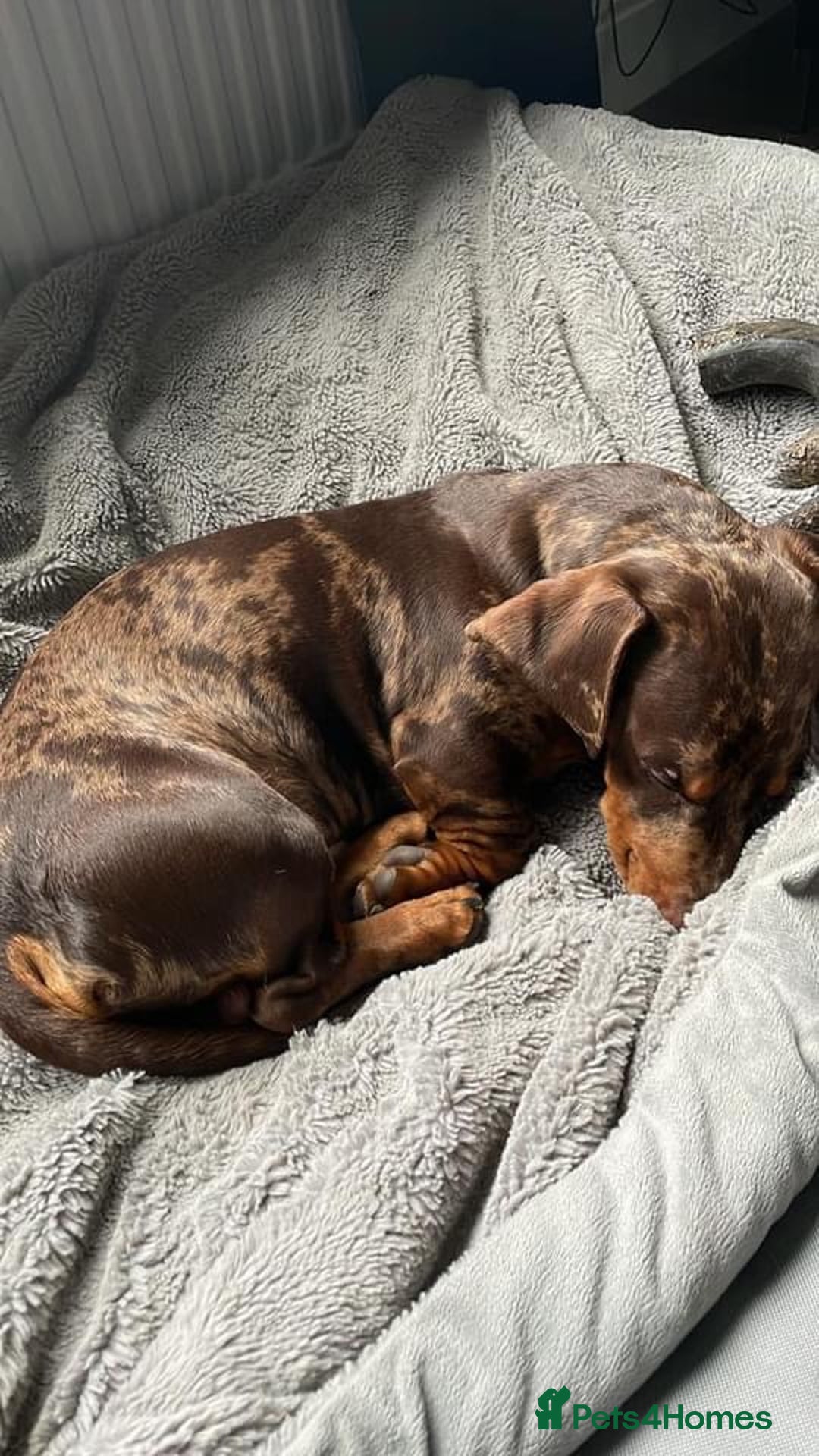 Dachshund dogs for sale: Dachshund puppy’s one boy and four girls  - Image 12