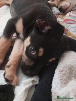 Mixed Breed dogs Pug X Collie pups (Pugollies) 3 Boys 2 Girls - Advert 6