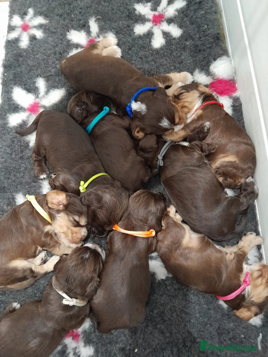 Cocker Spaniel dogs for sale: ❤️ 🐶Beautiful Show Type Cocker Puppies🐶❤️  - Advert 1