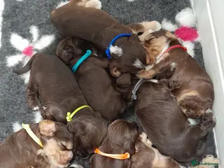 Cocker Spaniel dogs ❤️ 🐶Beautiful Show Type Cocker Puppies🐶❤️ - Advert 5
