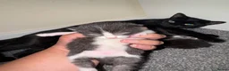 Domestic Shorthair cats for sale: LovelyLitter of 5 Healthy Kittens ready to reserve in Wednesbury - Advert 9
