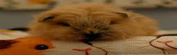 Guinea Pig rodents for sale: Pedigree Swiss Father + Son - Advert 6