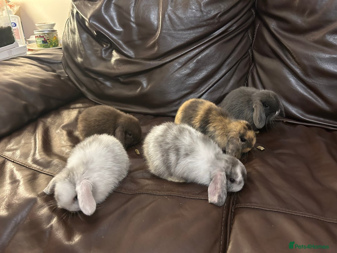 Mini Lop rabbits for sale: Lovely baby minilops for sale  - Image 4