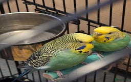 Budgerigars birds for sale: Pair of budgies with cage and toys  - Image 2