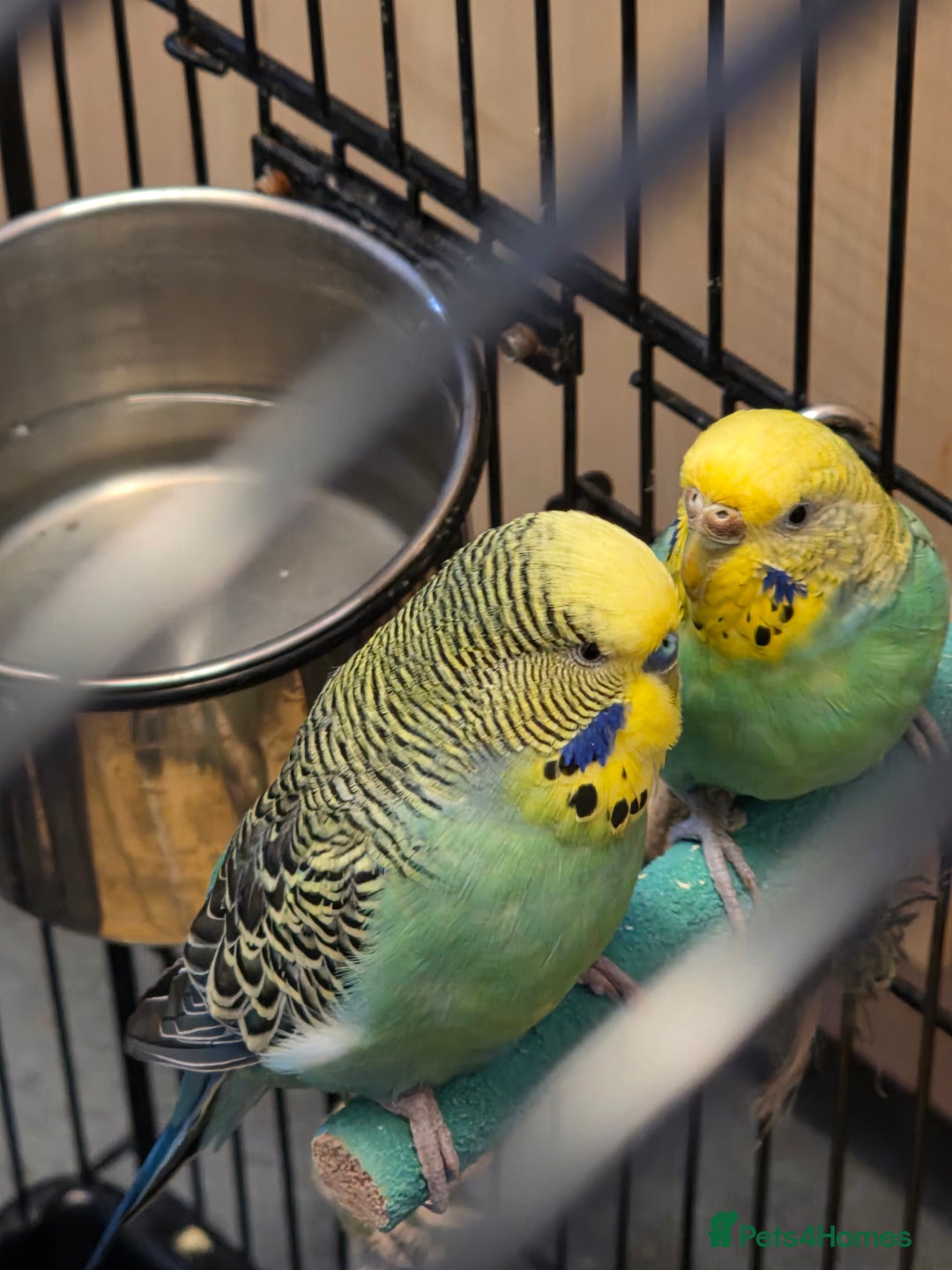 Budgerigars birds for sale: Pair of budgies with cage and toys  - Image 2