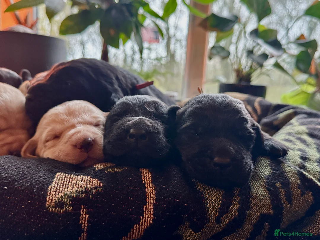 Labrador Retriever dogs for sale: Labrador Retriever Red Fox/Black KC reg Puppies  - Advert 3