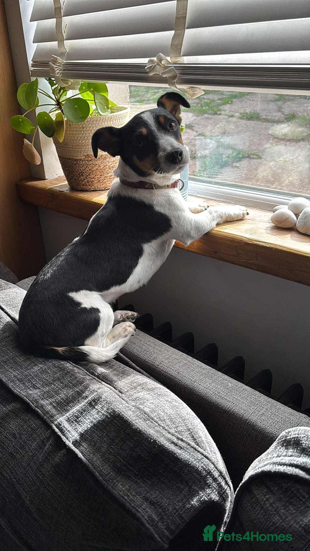 Mixed Breed dogs for sale: Lhasa-JackRussell - Advert 2