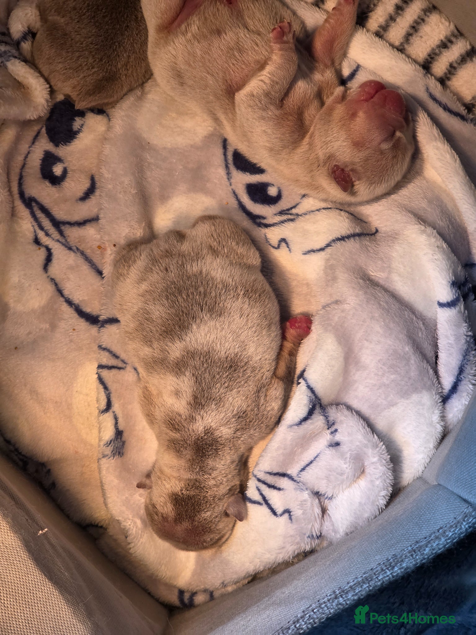 English Bulldog dogs Kc reg puppies  - Advert 2