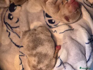 English Bulldog dogs Kc reg puppies - Advert 2