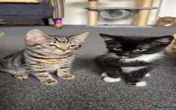 Mixed Breed cats for sale: 2 male kittens  - Image 1
