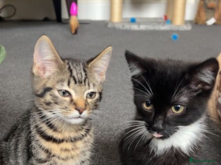 Mixed Breed cats for sale - Advert 1