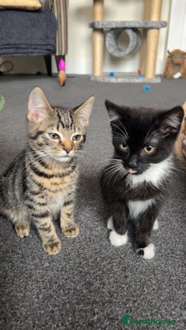 Mixed Breed cats - Advert 20