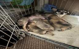 Chihuahua dogs for sale: Mixed litter of chihuahuas forsake  - Image 16