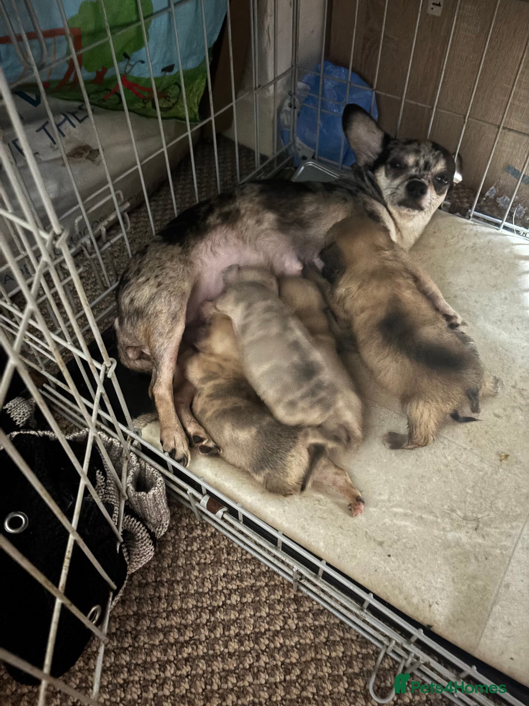 Chihuahua dogs for sale: Mixed litter of chihuahuas forsake  - Image 16