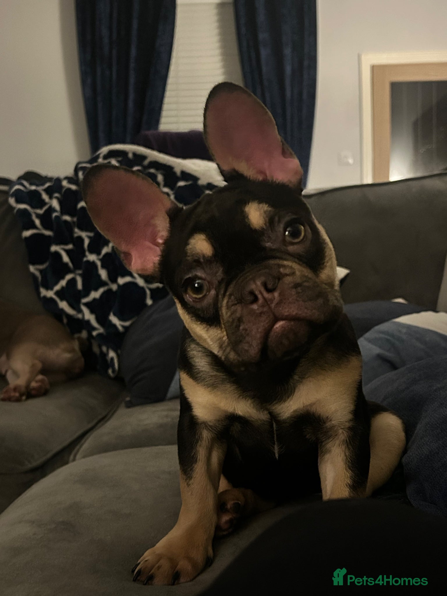 French Bulldog dogs Ready to leave now  - Advert 10