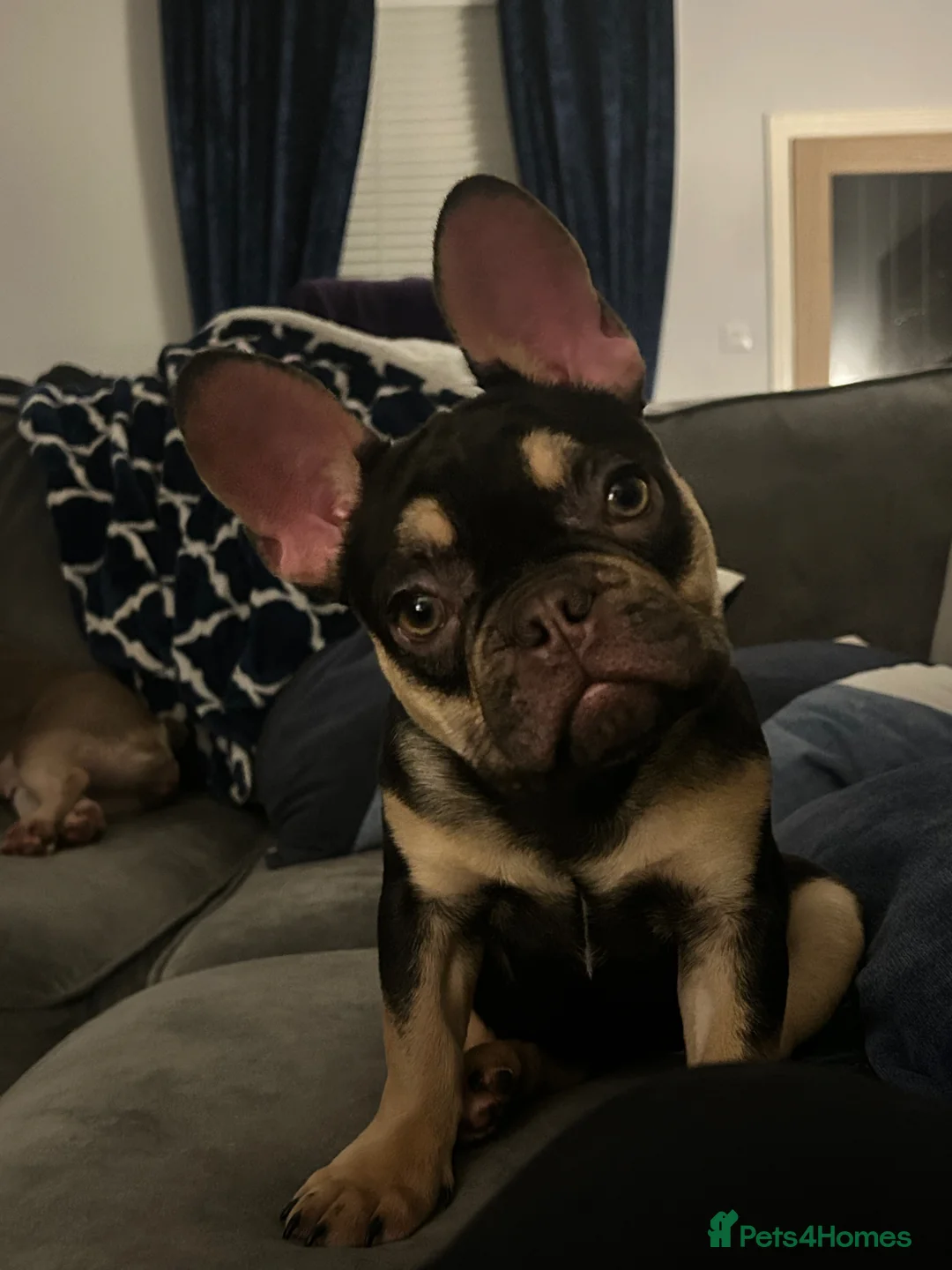 French Bulldog dogs for sale: Ready to leave now  - Advert 1