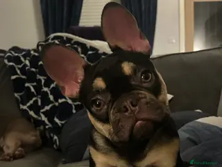 French Bulldog dogs Ready to leave now - Advert 10