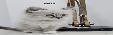 Ragdoll 6