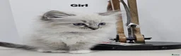Ragdoll cats for sale: Stunning ragdoll kittens - Advert 22