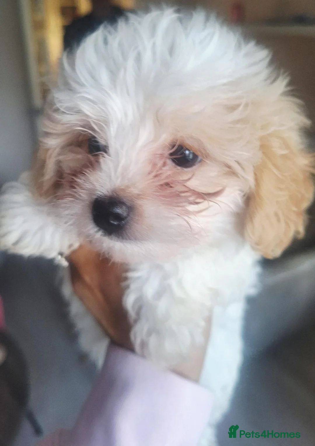 Mixed Breed dogs for sale: 3X HAVACHON PUPS FOR SALE 2X FEMALE 1X MALE in Walsall - Advert 4