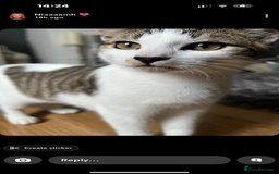 Mixed Breed cats for sale: Homes needed urgently  - Image 3