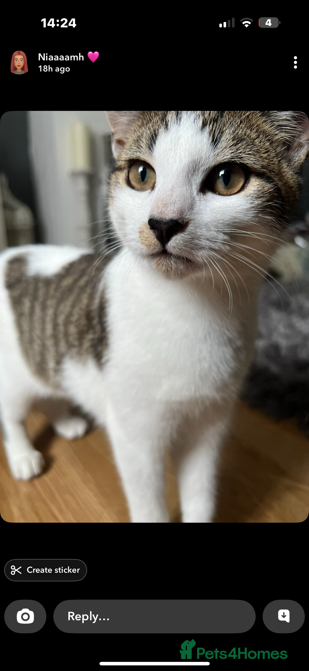 Mixed Breed cats for sale: Homes needed urgently  - Image 3