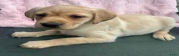 Labrador Retriever dogs for sale: Golden Labrador Puppies - Advert 4