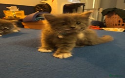 British Longhair cats for sale: Grey male kitten for sale  - Image 1