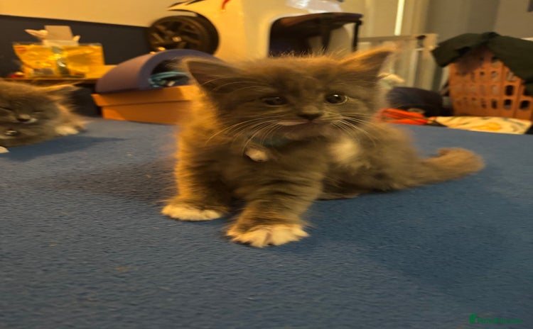 British Longhair cats - Advert 2