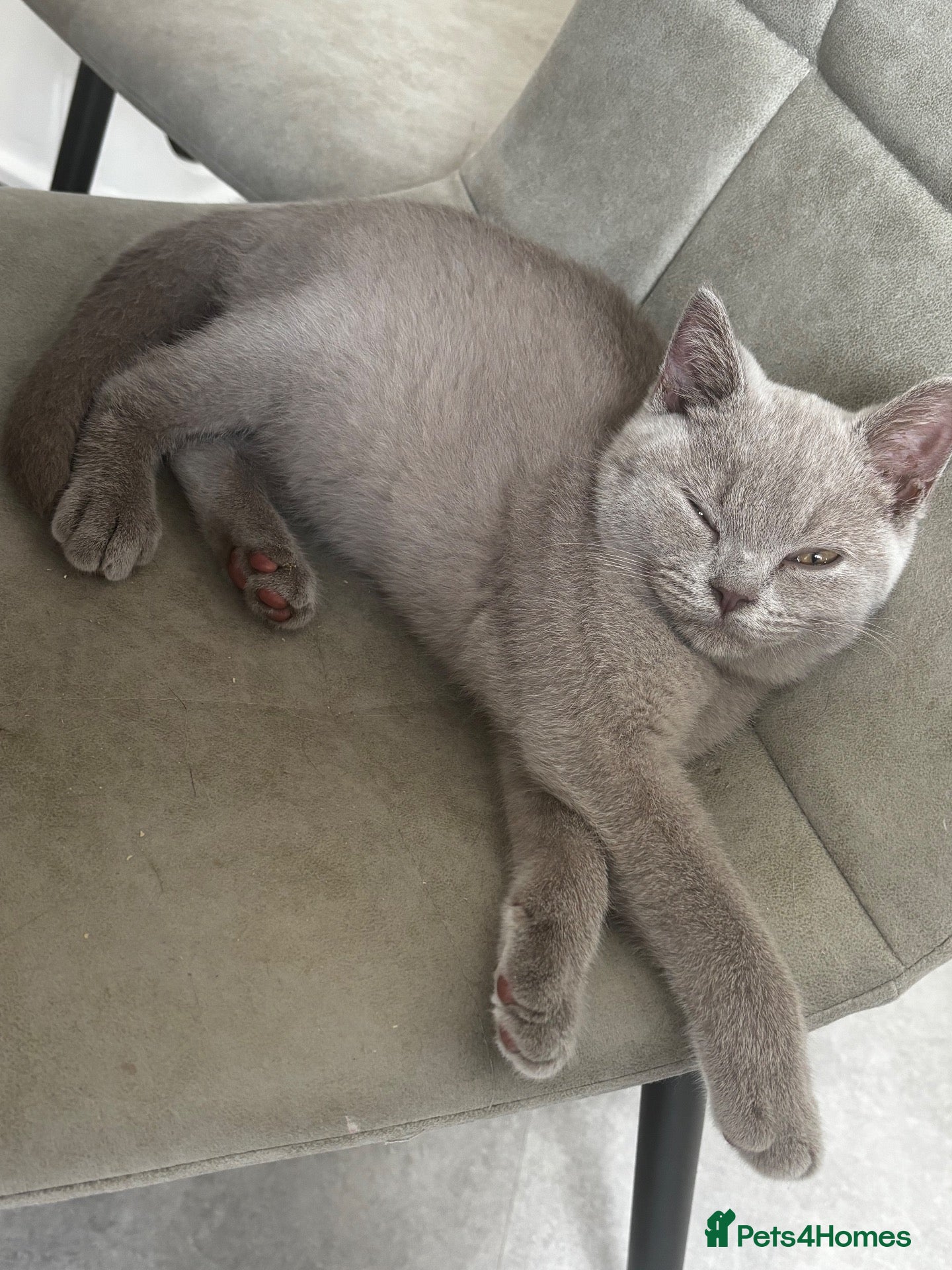 British Shorthair cats GCCF Lilac Male Kitten  - Advert 21