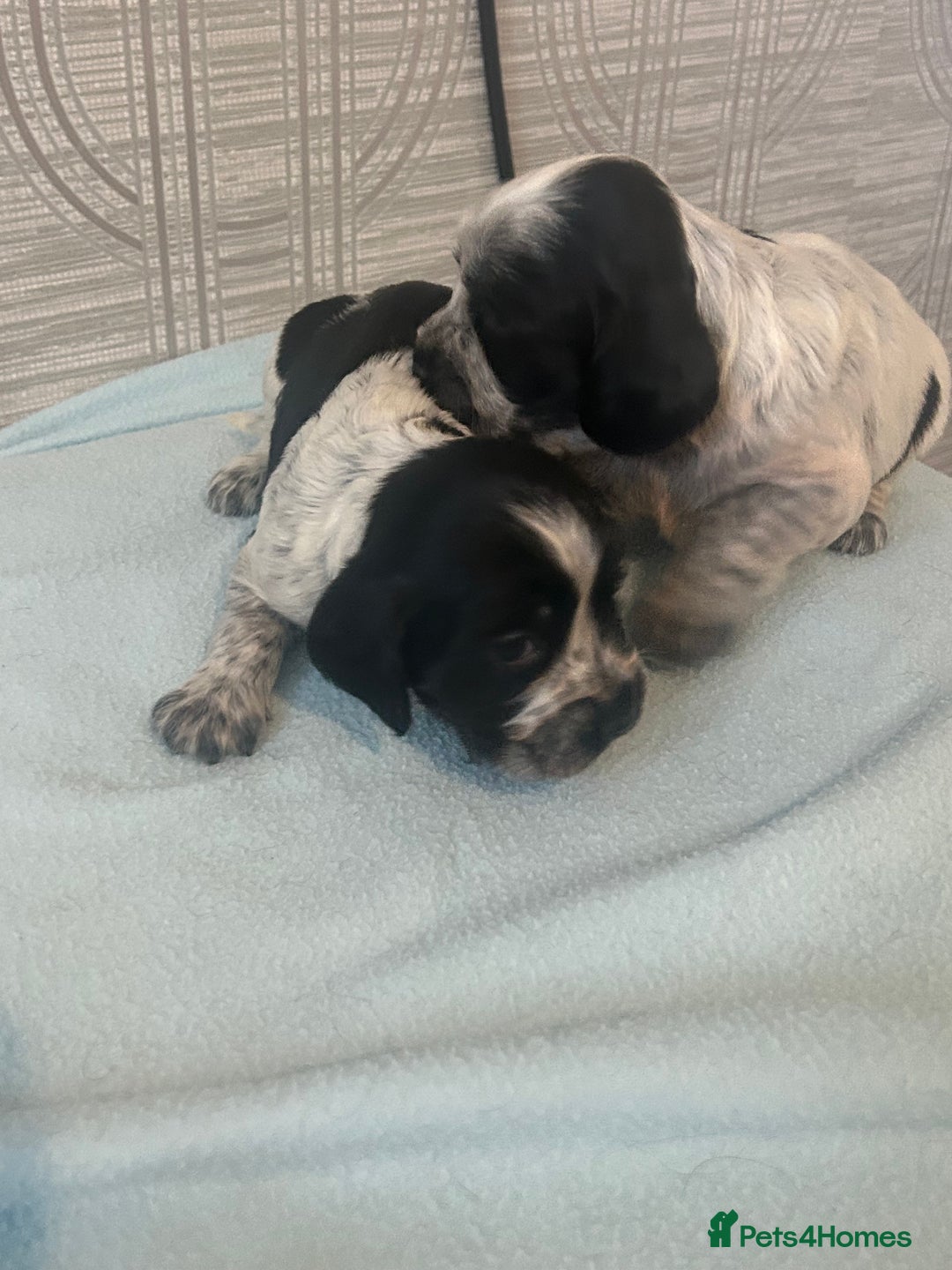 Cocker Spaniel dogs for sale: 🔥 rare coloured show type cocker spaniels  - Image 15
