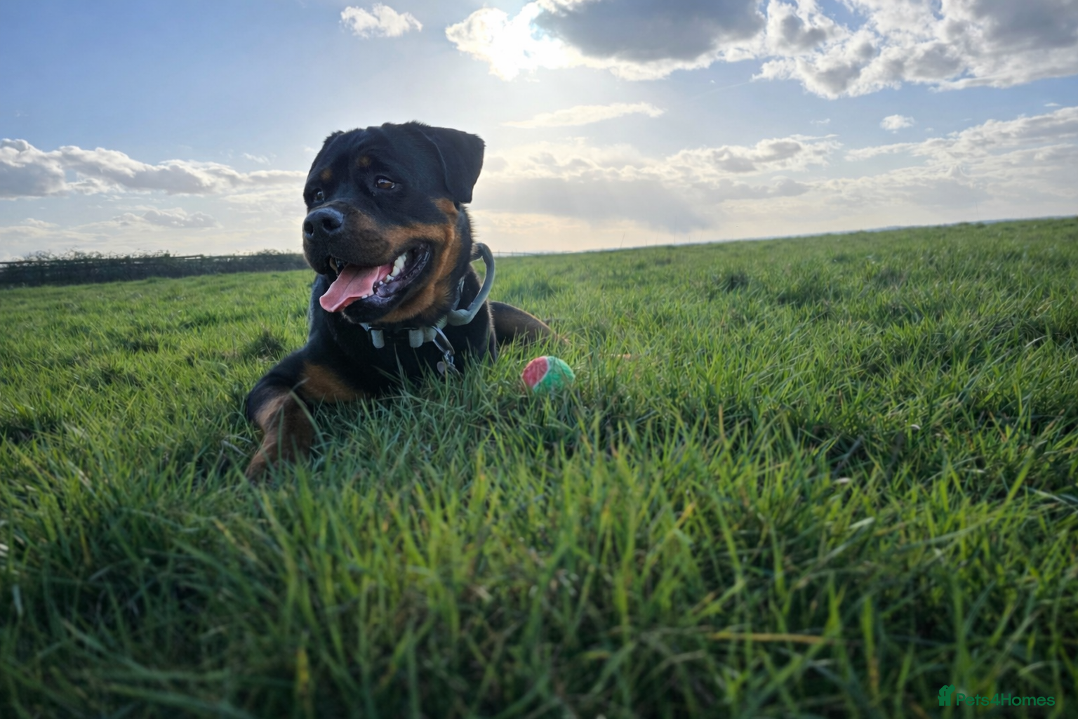 Rottweiler dogs Rottweiler for STUD  - Advert 4