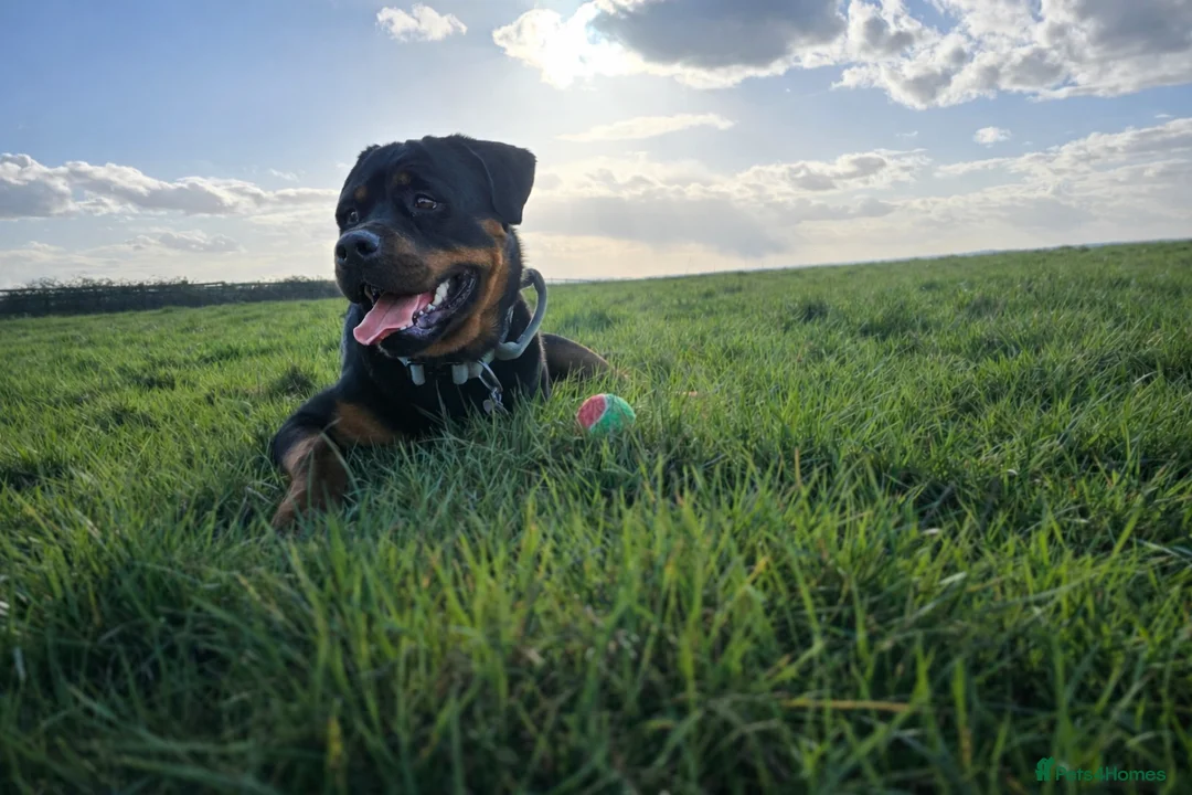 Rottweiler dogs for stud: Rottweiler for STUD  - Advert 1