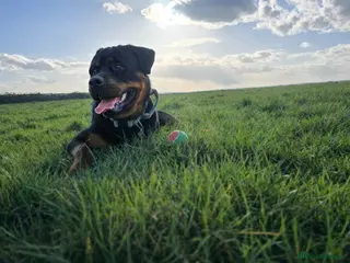 Rottweiler dogs Rottweiler for STUD - Advert 4