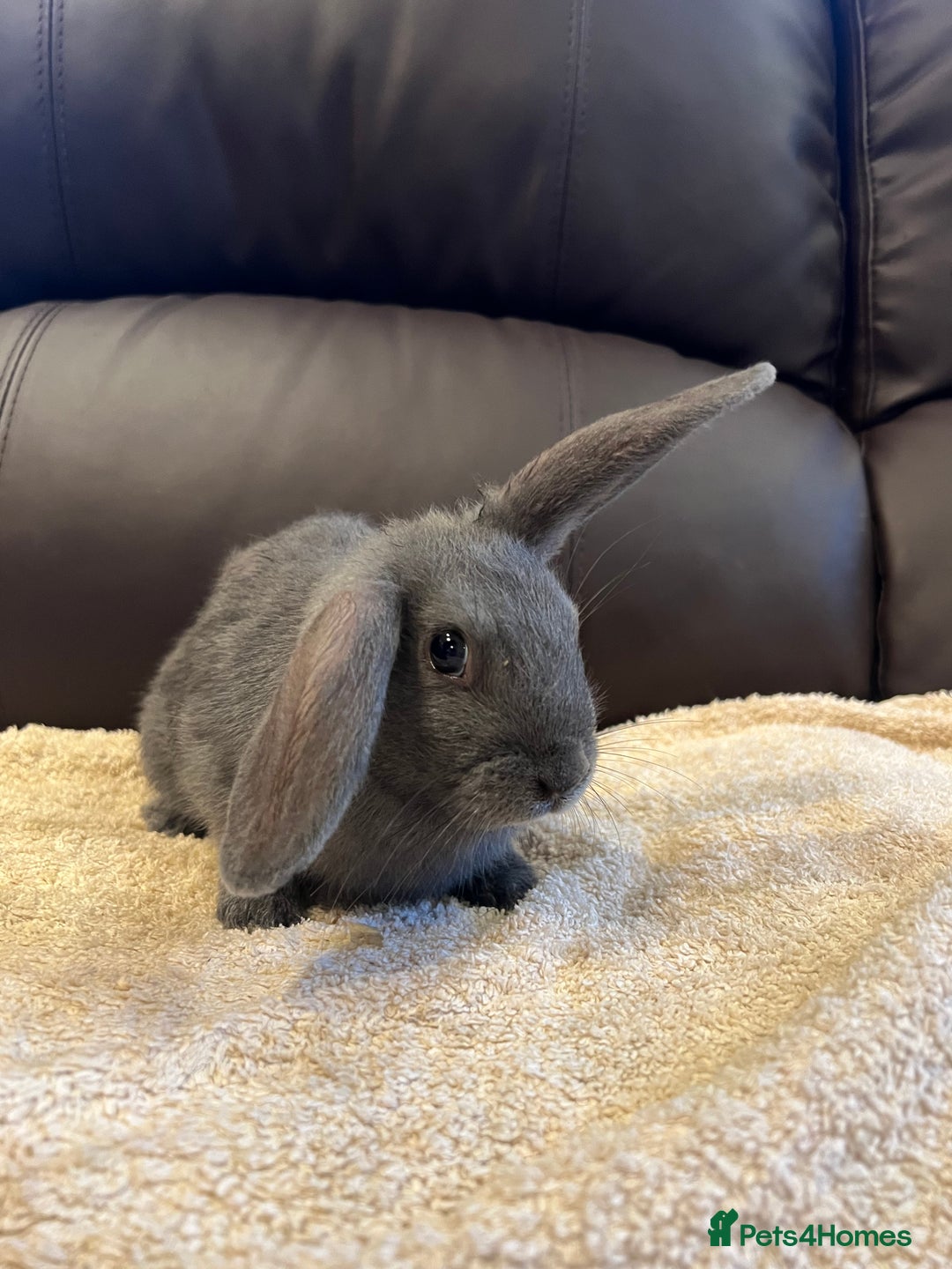 Mixed Breed rabbits for sale: 5 bunnies for sale - Advert 5