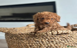 Miniature Poodle dogs for sale: 🐾 Beautiful KC 🦊 Red Miniature Poodle Puppies 🐾 - Image 37