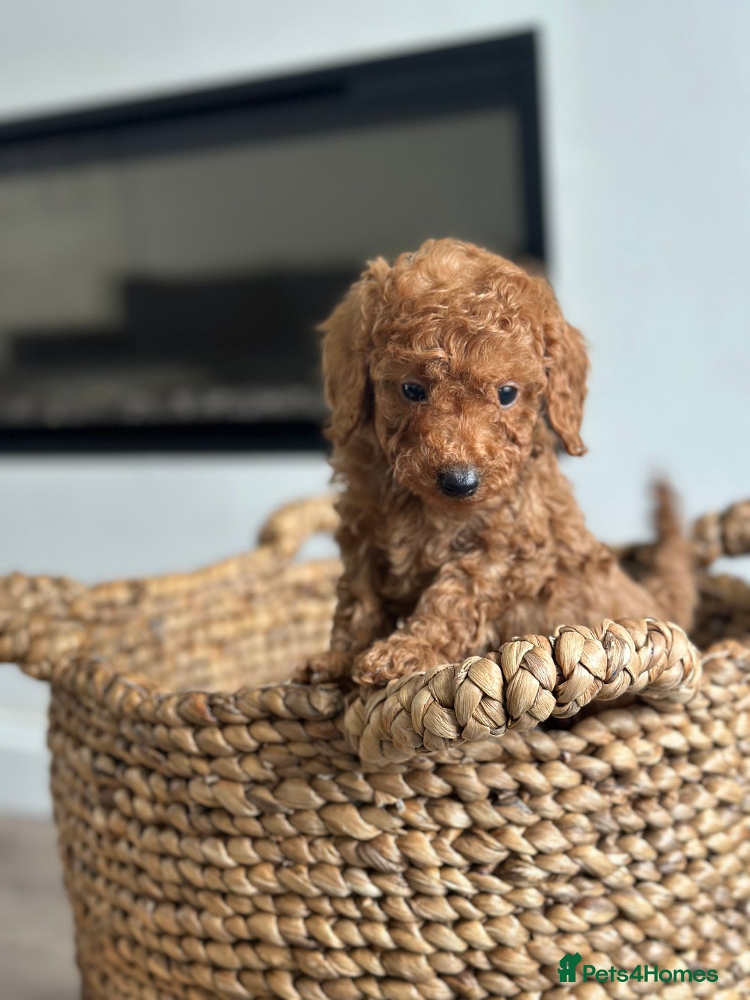 Miniature Poodle dogs for sale: 🐾 Beautiful KC 🦊 Red Miniature Poodle Puppies 🐾 - Image 37