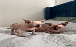 Sphynx cats for sale: Sweet Cream Sphynx Kitten looking for a family - Image 13