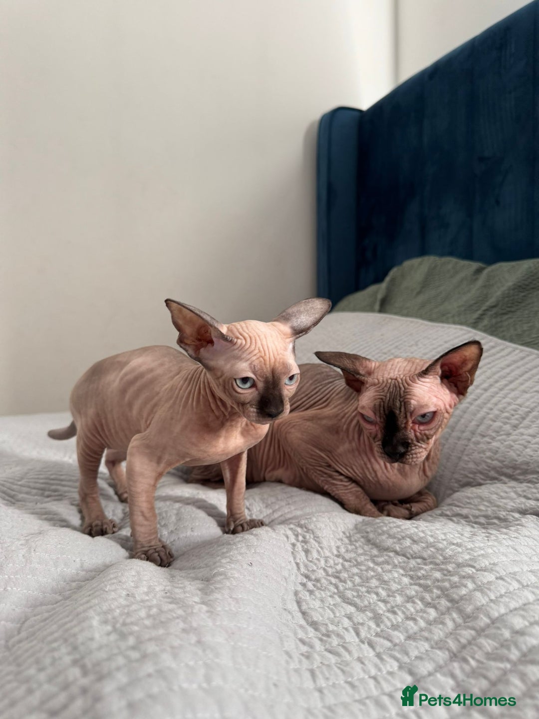 Sphynx cats for sale: Sweet Cream Sphynx Kitten looking for a family - Image 13