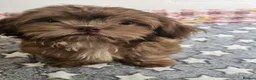 Shih Tzu dogs for sale: Chocolate/ Liver Shih Tzu Puppies - Advert 8