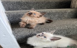 Ragdoll cats for sale: Beautiful Tica registered Ragdoll’s  - Image 6