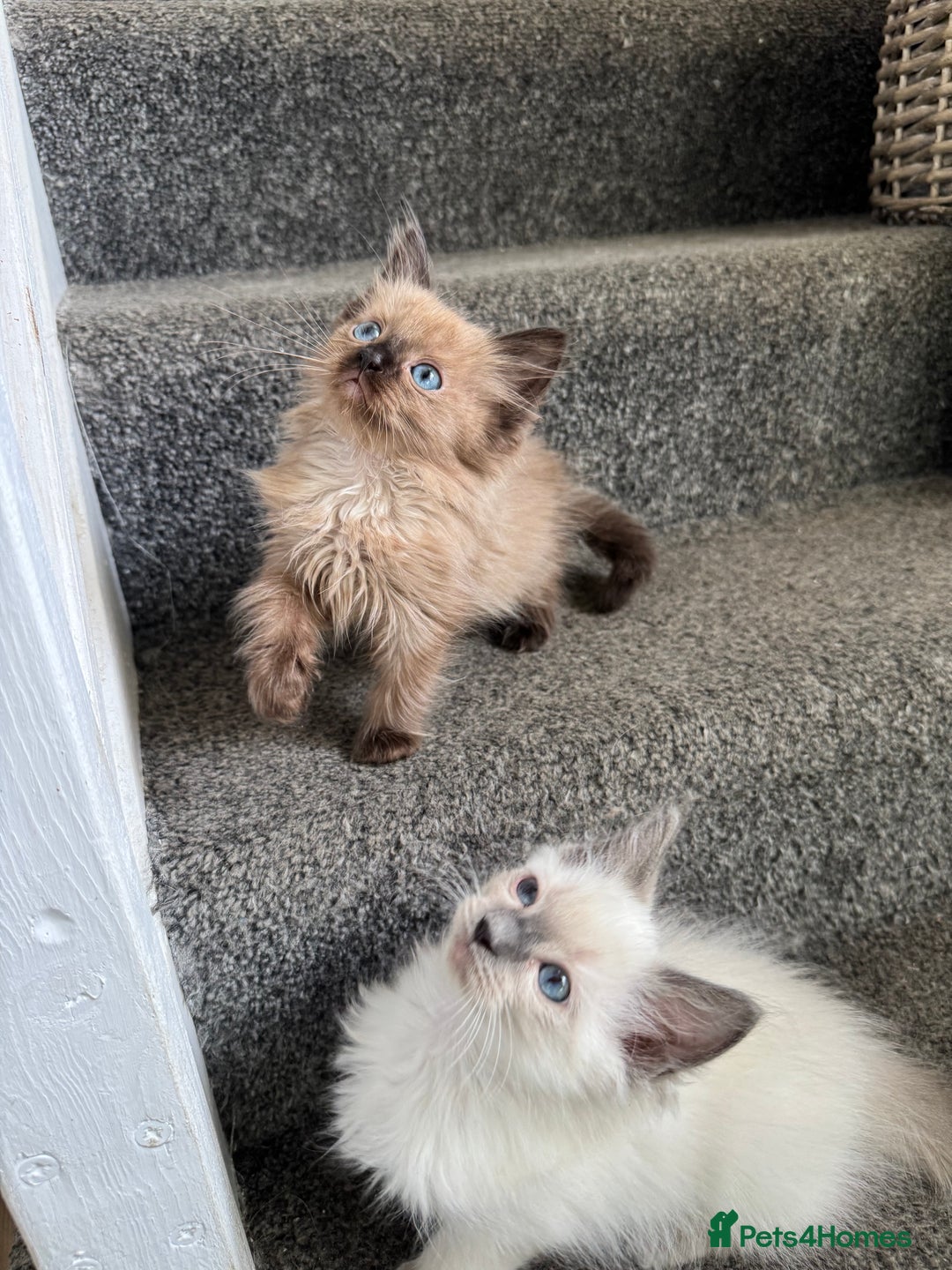 Ragdoll cats for sale: Beautiful Tica registered Ragdoll’s  - Image 6
