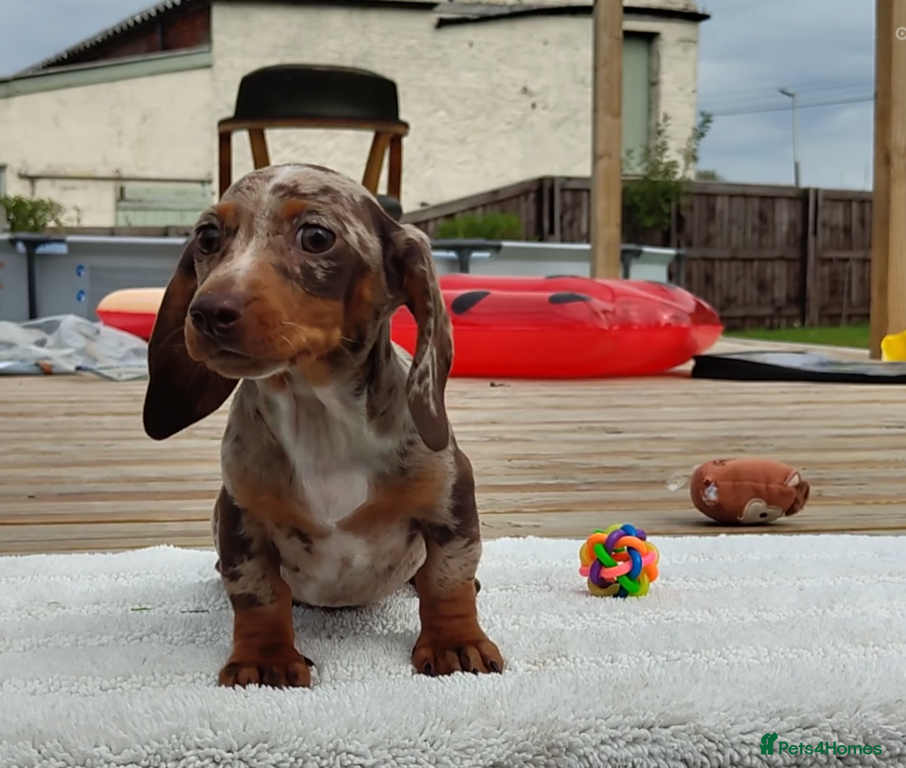Miniature Dachshund dogs Outstanding Tweedle True Miniatures - Advert 1