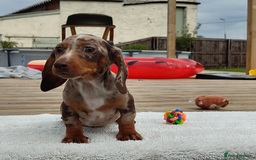 Miniature Dachshund dogs for sale: Outstanding Tweedle True Miniatures - Image 4