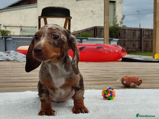 Miniature Dachshund dogs - Advert 13