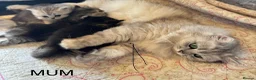 British Longhair cats for sale: Beautiful Longhaired Kittens  - Advert 18