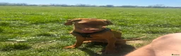 Hungarian Vizsla dogs for sale: 6 month old Hungarian Vizsla in Coulsdon - Advert 4