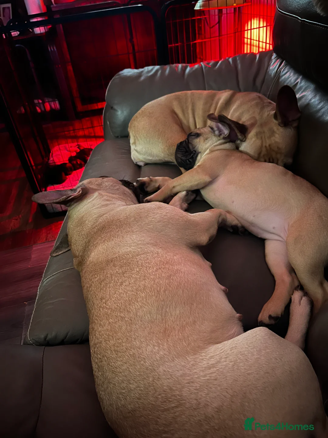 French Bulldog dogs for sale: Stunning fawn chunky frenchie  - Advert 3