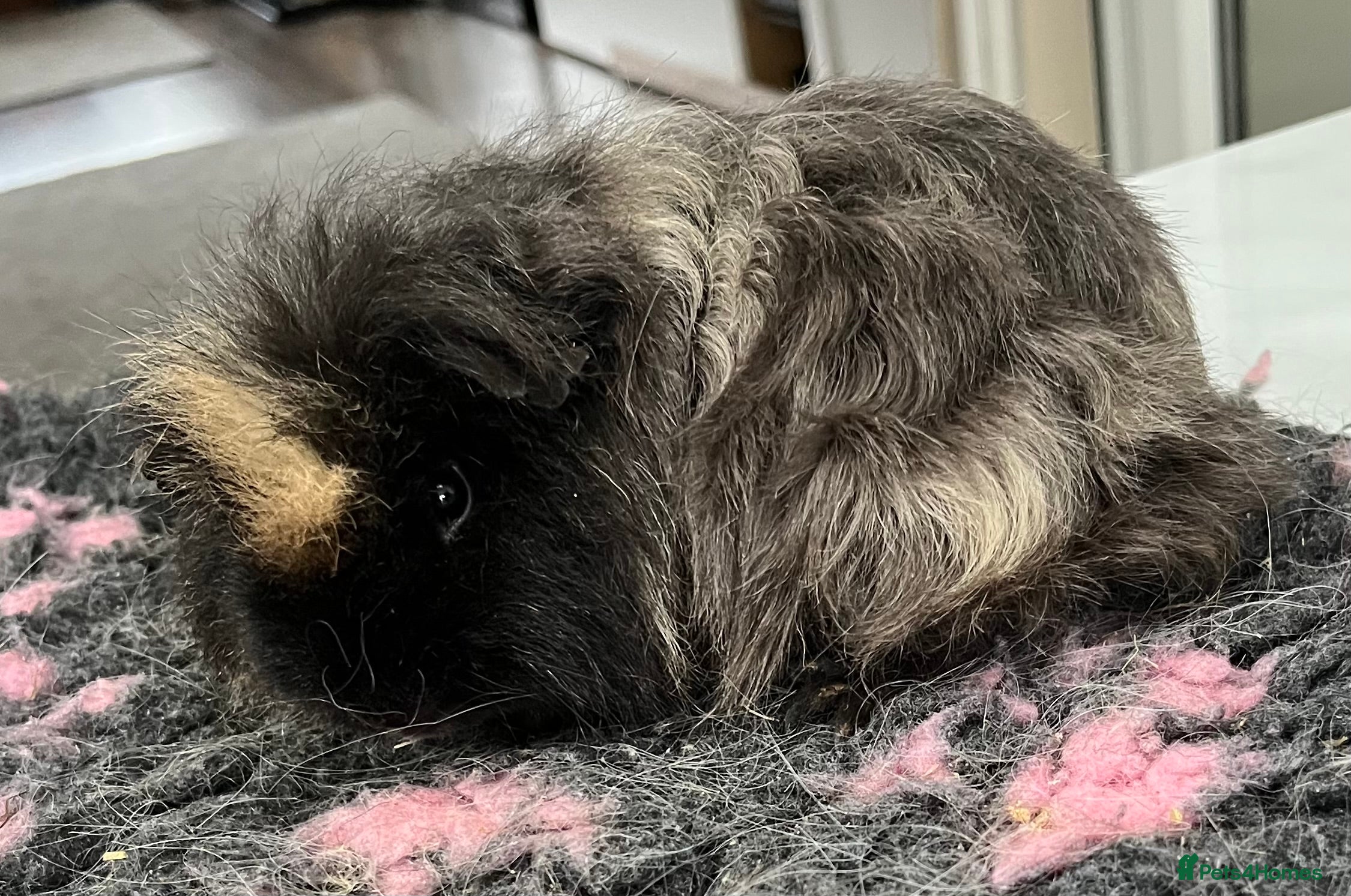 Guinea Pig rodents  x2 boys bonded pairs.  - Advert 9