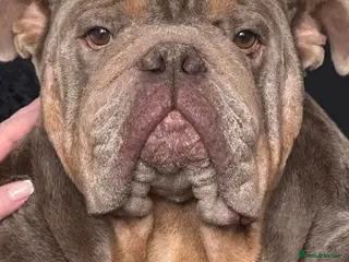 English Bulldog dogs Lilac tri bulldog - Advert 3